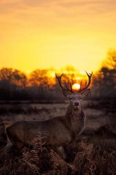 
                    
                        Twitter, Majestic deer sunset pic.twitter.com/RAxoC0rDCG
                    
                