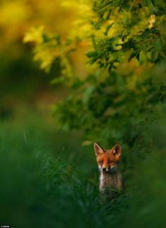 
                    
                        Evening Idyll by Hermann Hirsch (GDT Nature Photographer of the Year 2013)
                    
                