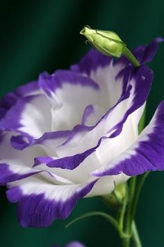 
                    
                        Balboa Blue Lisianthus
                    
                