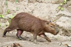 
                    
                        The Colorful Peruvian Amazon Rainforest – A Sustainable Photo Journey: Capybara | The Planet D
                    
                