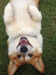 
                    
                        Corgi smiles!
                    
                