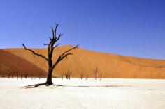 
                    
                        Árboles del parque natural Dead Vlei, Namibia  Trees at Dead Vlei - Natural Park Namibia
                    
                