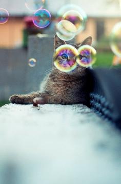 
                    
                        Bubbles
                    
                