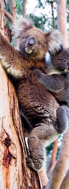 Mother and baby koala bear, Australia.