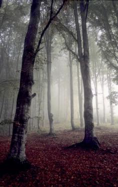 
                    
                        Carpathian forest, Romania www.romaniasfrien...
                    
                