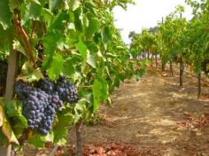 
                    
                        Wine Country and Redwoods Escape℠ The Most Comprehensive Wine Country & Sequoia Redwoods Tour
                    
                