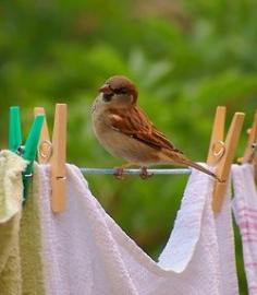 
                    
                        clothes (and birdie) on the line
                    
                