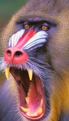 
                    
                        Mandrill Baboon Wild Animal
                    
                