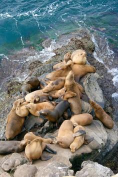 
                    
                        California Sea Lions
                    
                