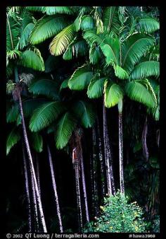 
                    
                        Grove of palm trees (Archontophoenix alexandrae)   on hillside. Big Island, Hawaii, USA
                    
                