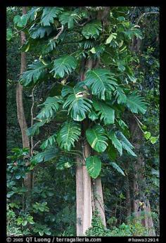 
                    
                        Philodendron vine, Hoomaluhia Park Botanical Gardens. Oahu island, Hawaii, USA
                    
                