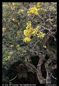 
                    
                        Tree with yellow blooms. Oahu island, Hawaii, USA
                    
                