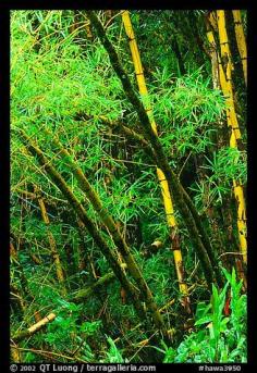 
                    
                        Lush grove of Bamboo. Akaka Falls State Park, Big Island, Hawaii, USA
                    
                