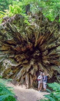 
                    
                        The Dyerville Giant in the Avenue of the Giants in Humboldt Redwoods State Park, CA is one of the largest trees in the world. When this massive tree crashed to the ground in 1991, you could hear it for miles around. It sounded like a train wreck. >>> When a tree falls... guess we know the answer now! And I'd love to take a stroll through the Avenue of Giants. Has anyone been here?
                    
                