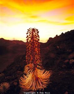 
                    
                        Haleakala Silversword, Haleakala National Park, Island of Maui, Hawaii   Argyroxiphhium sandwicense macrocephalum
                    
                