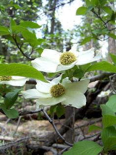 
                    
                        Dogwood in Yosemite
                    
                