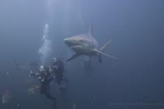 
                    
                        Visit Durban while in South Africa and get Patrick from Calypso UShaka Dive Center to arrange a shark dive on the Aliwal Shoal which is famous for its sharks. We had 20-30 Oceanic Blacktips with us for almost an hour. Sadly no Tiger Sharks arrived on the day we were there. Discovered by Nathan Friesen at Aliwal Shoal, South Africa
                    
                