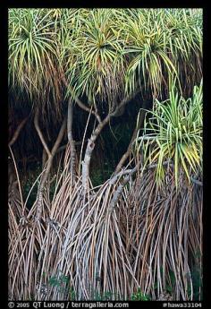 
                    
                        Pandanus trees (Hawaiian Hala). Oahu island, Hawaii, USA
                    
                