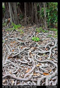 
                    
                        Roots of Banyan tree. Oahu island, Hawaii, USA
                    
                