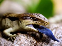 
                    
                        Blue-Tongued Lizard, Australia Photograph by Kathy Parker Australian blue-tongued lizards are widespread over our great country. This particular species is a "common" or "Eastern" blue-tongued lizard, found in the eastern parts of Australia. Living on a farm in the South East of South Australia, we find many of these lizards lazily crawling around our yard, especially during the warmer months
                    
                