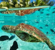 
                    
                        We are constantly amazed by the underwater wonders of the South Pacific! And Tim McKenna is a genius for grabbing this shot! #PinUpLive
                    
                