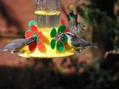 
                    
                        Puerto #Iguazú, #Argentine La maison des oiseaux-mouches. La casa de los #picaflores #Nature #Oiseaux #Birds #Chutes #Cataratas elisaorigami.blog...
                    
                