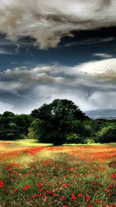 
                    
                        Poppy field in Sutri, Viterbo, Italy
                    
                