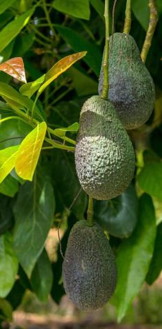 
                    
                        Cretan Avocados!!! #thehotelgr
                    
                