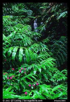 
                    
                        Lush ferns, flowers and waterfall. Akaka Falls State Park, Big Island, Hawaii, USA
                    
                