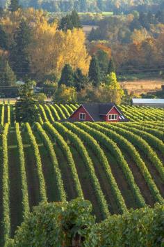 
                    
                        Blessed is the Farmer that can Plant a Straight Row.
                    
                