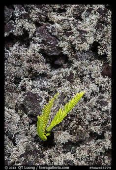 
                    
                        Fern, moss, and hardened lava. Big Island, Hawaii, USA
                    
                