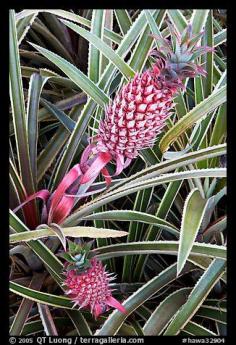 
                    
                        Red pinapple, Dole Planation. Oahu island, Hawaii, USA
                    
                