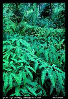 
                    
                        Tropical ferns, Lava Trees State Park. Big Island, Hawaii, USA
                    
                