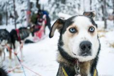 
                    
                        Husky Sledding in the Arctic Circle
                    
                