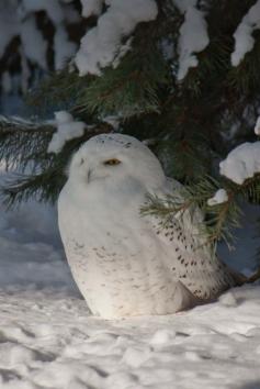 
                    
                        Simply beautiful snow owl
                    
                