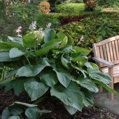 
                    
                        Empress Wu Hosta Plants (Set of 2) - For Green Thumbs Only on Joss & Main
                    
                