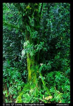 
                    
                        Breadfruit tree with fruits. Akaka Falls State Park, Big Island, Hawaii, USA
                    
                