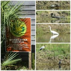 
                    
                        Myakka River State Park - Walk the swinging bridge to the tower to see beautiful views.
                    
                