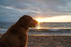 
                    
                        Reflecting on a busy day at the beach in Puerto Vallarta. #TLDogs courtesy of @Butterfan.
                    
                