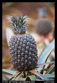 
                    
                        Pinapple,  Dole Planation. Oahu island, Hawaii, USA
                    
                