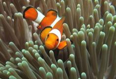 
                    
                        10 of the world's best learn-to-dive destinations. Photo: Clown fish, Halik Reef, Gili Trawangan. Image by Randi Ang Getty | Lonely Planet
                    
                