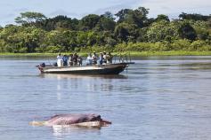 
                    
                        10 Reasons You’ll Want to Travel to the Amazon River, Peru: Pink River Dolphins | The Planet D
                    
                