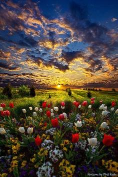 
                    
                        Sunrise on The Meadow
                    
                