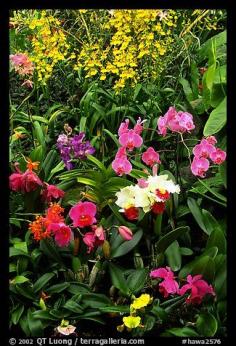 
                    
                        Tropical Flowers. Big Island, Hawaii, USA
                    
                