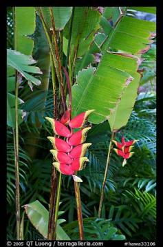 
                    
                        Lobster claw heliconia. Oahu island, Hawaii, USA
                    
                