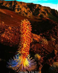 
                    
                        Haleakala Silversword, Haleakala National Park, Island of Maui, Hawaii   Argyroxiphhium sandwicense macrocephalum
                    
                