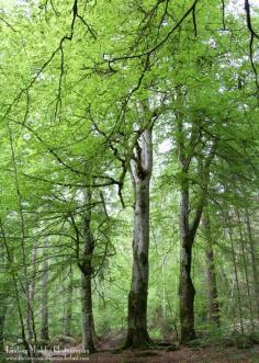 
                    
                        The Trossachs National Park, Scotland | Lindsay Mickles Photography | theneverendingwan...
                    
                