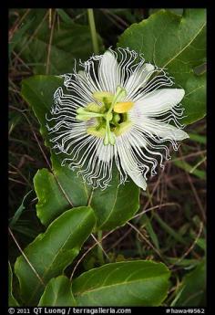 
                    
                        Passion fruit flower, Waipio Valley. Big Island, Hawaii, USA
                    
                