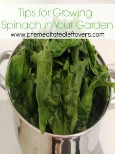 
                    
                        Tips for Growing Spinach in Your Garden - How to grow spinach from seed, how to transplant spinach seedlings, when and how to harvest spinach plants.
                    
                