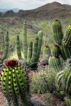 
                    
                        ✭ Organ Pipe National Monument, Arizona
                    
                